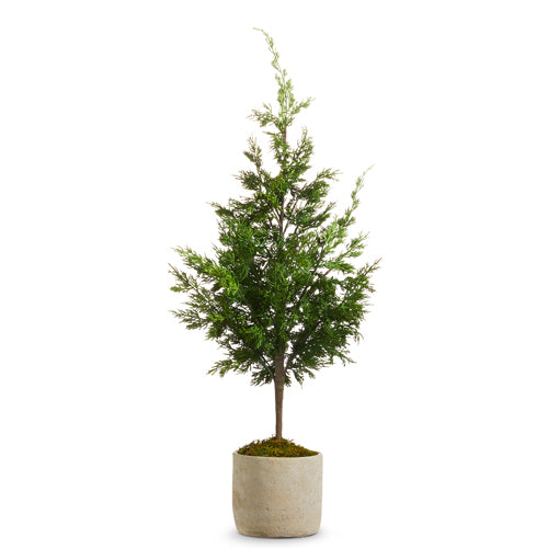 Potted Cedar Tree | 38"