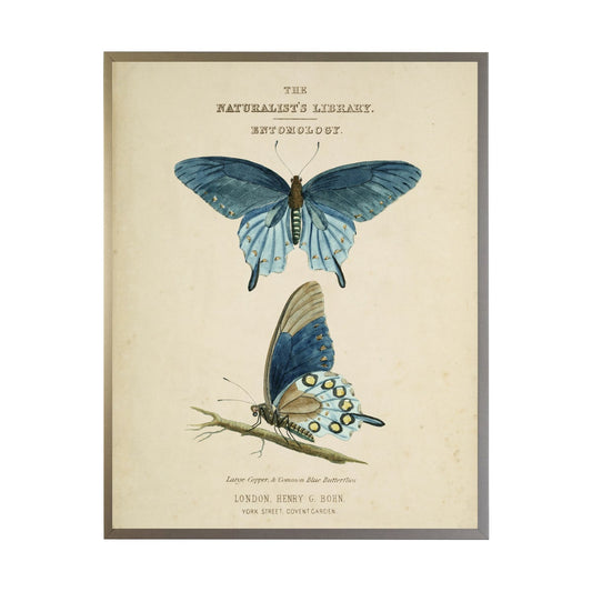 Naturalist's Library Blue Butterfly Bookplate II | 24x18