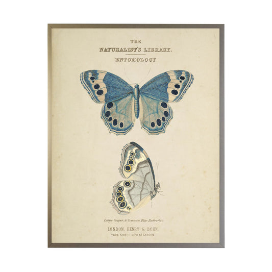 Naturalist's Library Blue Butterfly Bookplate | 24x18