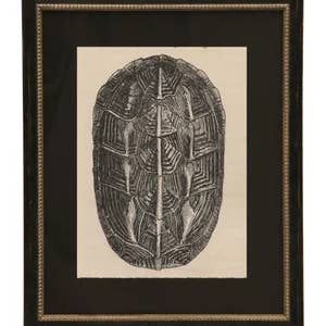 Black Matted Turtle Shell I